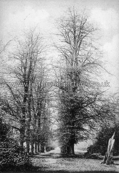 The Avenue, Bushwood, Leytonstone, London. c.1904